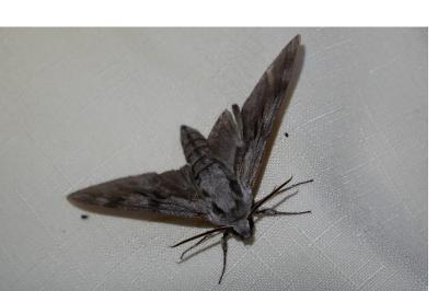 <i>Hyloicus pinastri</i>