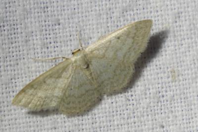 <i>Idaea subsericeata</i>