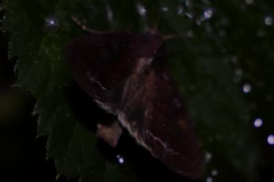 <i>Lacanobia oleracea</i>
