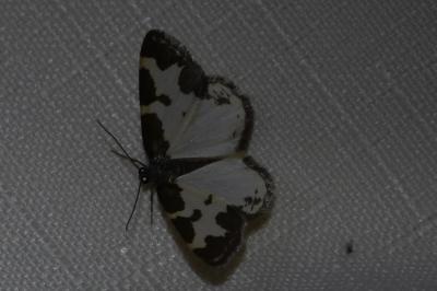 <i>Lomaspilis marginata</i>