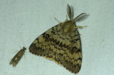<i>Lymantria dispar</i>
