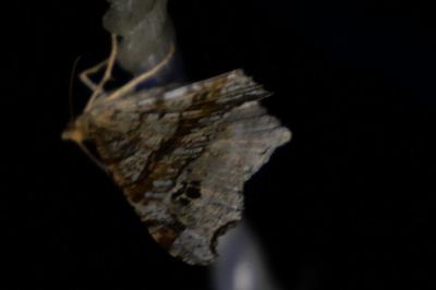 <i>Macaria alternata</i>