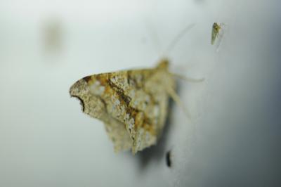 <i>Macaria alternata</i>