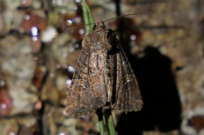 <i>Mesapamea secalella/secalis</i>