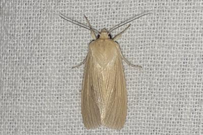 <i>Mythimna pallens</i>