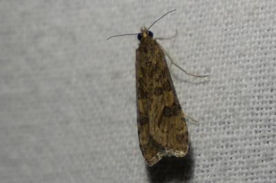 <i>Nomophila noctuella</i>