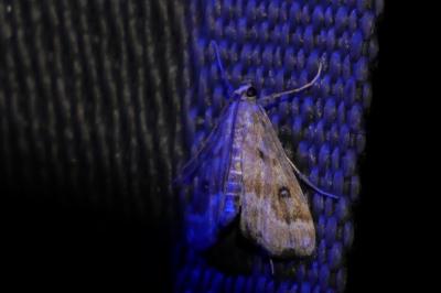 <i>Parapoynx stratiotata</i>
