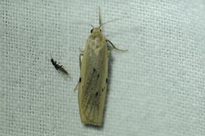<i>Pelosia muscerda</i>