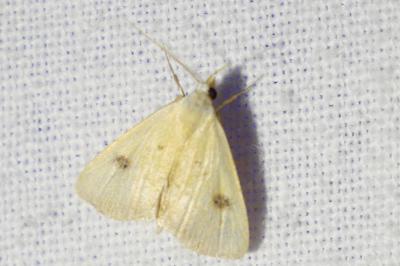 <i>Rivula sericealis</i>