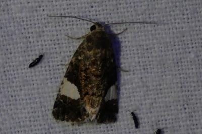 <i>Tyta luctuosa</i>