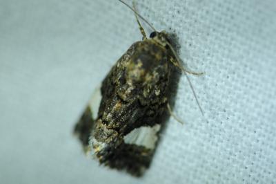 <i>Tyta luctuosa</i>