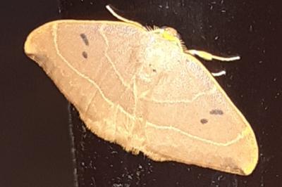 <i>Watsonalla binaria</i>