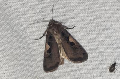 <i>Xestia c-nigrum</i>