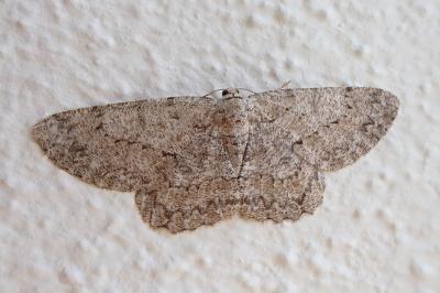 <i>Hypomecis punctinalis</i>