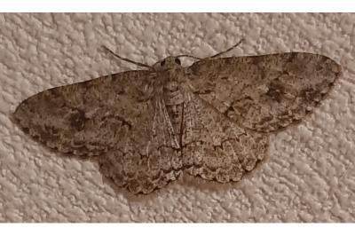 <i>Peribatodes rhomboidaria</i>