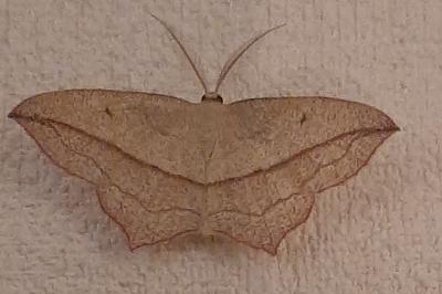 <i>Timandra comae</i>