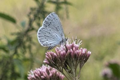 <i>Celastrina argiolus</i>