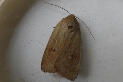 <i>Noctua comes</i>