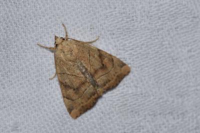 <i>Cosmia trapezina</i>