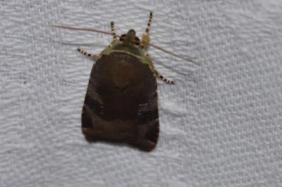 <i>Noctua janthe/janthina</i>