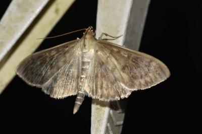 <i>Patania ruralis</i>