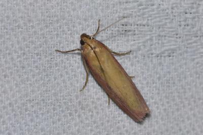 <i>Oncocera semirubella</i>