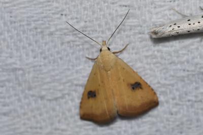 <i>Rivula sericealis</i>