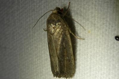 <i>Proxenus hospes</i>
