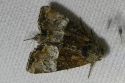<i>Mesoligia furuncula</i>