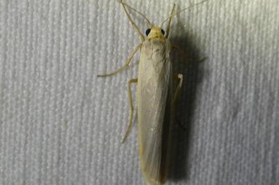 <i>Eilema caniola</i>