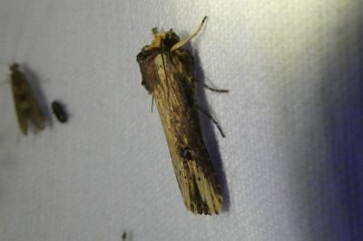 <i>Axylia putris</i>