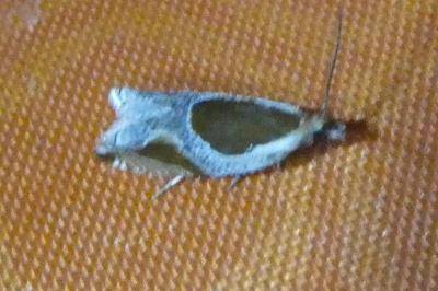 <i>Ancylis unculana</i>