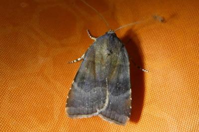 <i>Noctua janthe/janthina</i>
