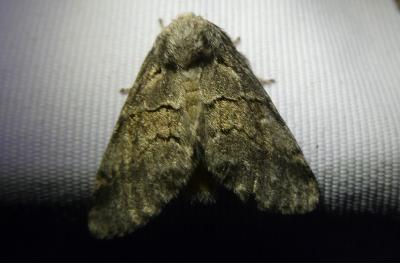 <i>Gluphisia crenata</i>