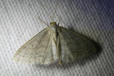 <i>Idaea subsericeata</i>