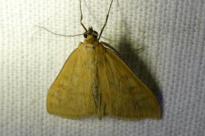 <i>Sitochroa verticalis</i>