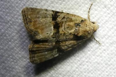 <i>Mesoligia furuncula</i>