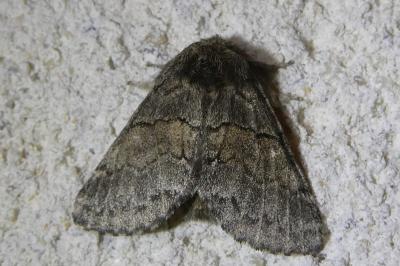 <i>Gluphisia crenata</i>