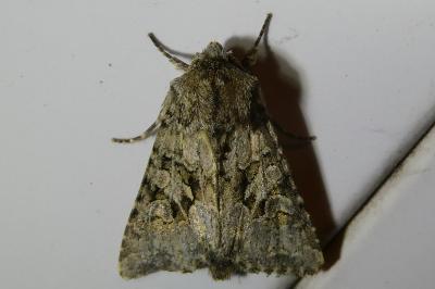 <i>Hada plebeja</i>