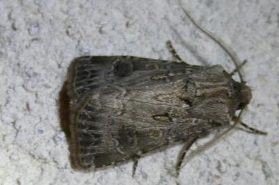 <i>Agrotis bigramma</i>