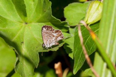 <i>Cacyreus marshalli</i>