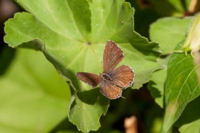 <i>Cacyreus marshalli</i>