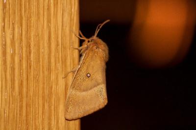 <i>Lasiocampa quercus</i>