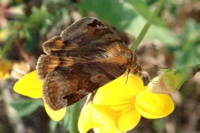 <i>Euclidia glyphica</i>