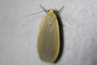 <i>Collita griseola</i>