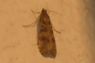 <i>Nomophila noctuella</i>