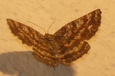 <i>Ematurga atomaria</i>