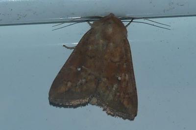 <i>Mythimna albipuncta</i>
