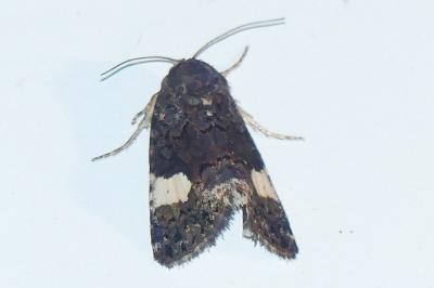<i>Tyta luctuosa</i>