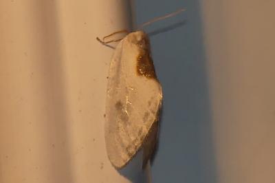 <i>Cilix hispanica</i>